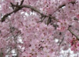 Японская сакура: цветение дерева Какие листья у сакуры