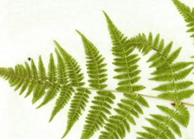 Как правильно сделать гербарий из растений?